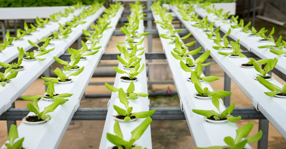 découvrez l'aquaponie, une méthode durable combinant culture hydroponique et élevage de poissons pour un jardinage écologique et innovant.