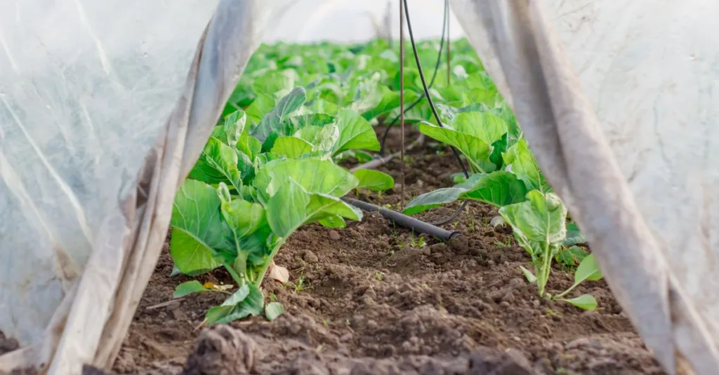 découvrez les pratiques agricoles durables qui protègent l'environnement, favorisent la biodiversité et assurent une production alimentaire responsable pour les générations futures.