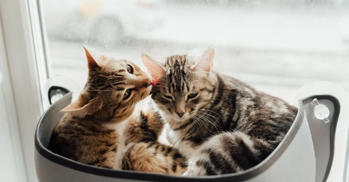 découvrez des conseils pratiques pour une cohabitation harmonieuse entre chats et humains, favorisant bien-être et complicité au quotidien.