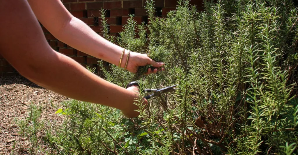 découvrez nos conseils experts pour la taille de jardin afin de maintenir vos plantes en bonne santé et embellir votre espace extérieur.