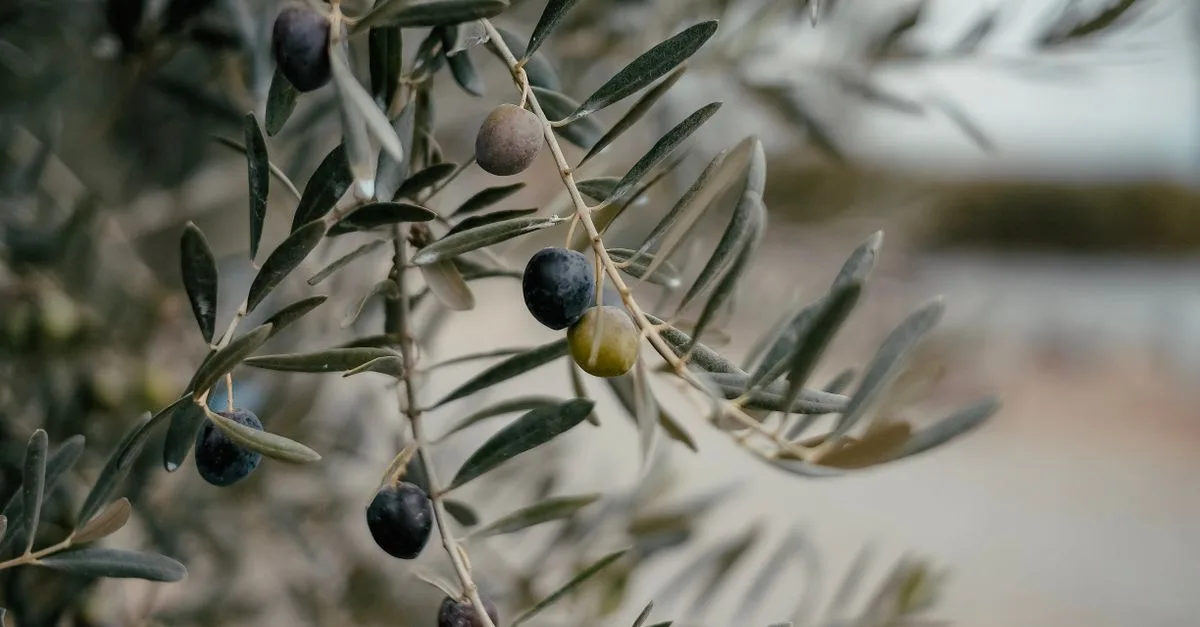 découvrez tout sur la couleur vert olive : signification, nuances et utilisations tendances pour apporter une touche naturelle et élégante à vos espaces et tenues.