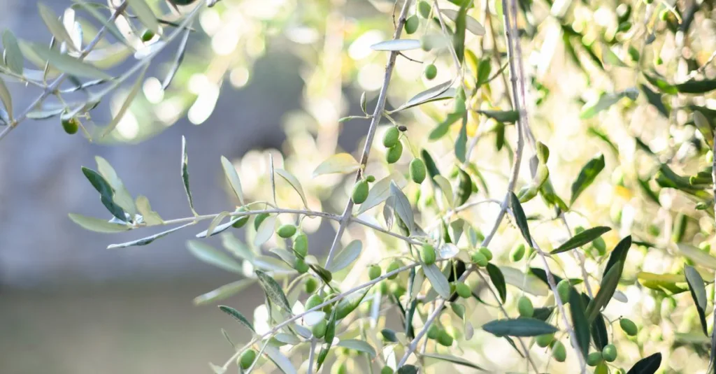 découvrez la teinte olive green, un vert naturel et apaisant, idéal pour un style tendance et harmonieux.